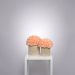 Load image into Gallery viewer, Champagne Eternity Rose Box